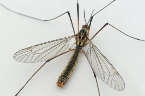 Réf. 252 296 : Nephrotoma appendiculata
